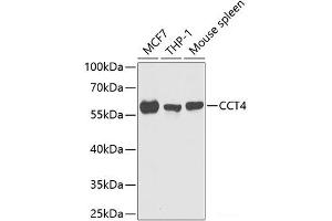 Western blot analysis of extracts of various cell lines using CCT4 Polyclonal Antibody at dilution of 1:1000. (CCT4 Antikörper)