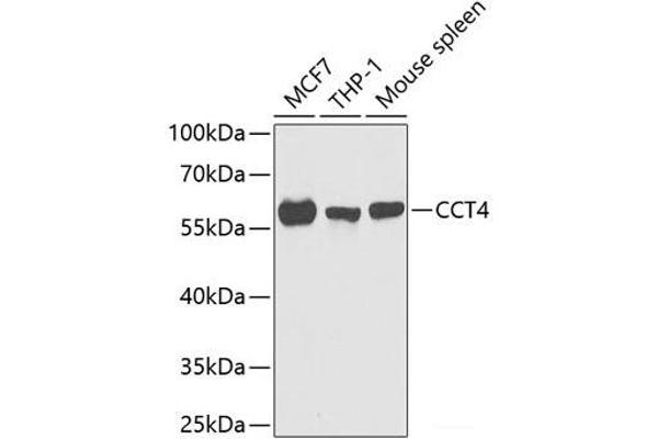 CCT4 抗体