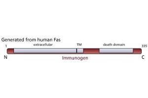 Image no. 1 for anti-TNF Receptor Superfamily, Member 6 (FAS) antibody (ABIN967518) (FAS Antikörper)