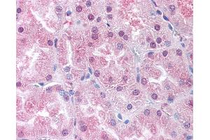 Anti-USP33 antibody IHC of human kidney. (USP33 Antikörper  (Internal Region))