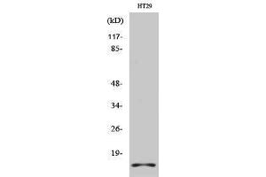 Western Blotting (WB) image for anti-H2A Histone Family, Member X (H2AFX) (C-Term) antibody (ABIN3180084) (H2AFX Antikörper  (C-Term))