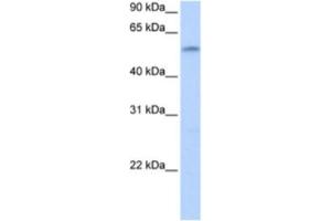 Western Blotting (WB) image for anti-Zinc Finger Protein 280A (ZNF280A) antibody (ABIN2463368)