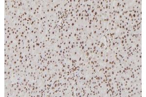 ABIN6276855 at 1/100 staining Rat liver tissue by IHC-P. (USF1 Antikörper  (Internal Region))