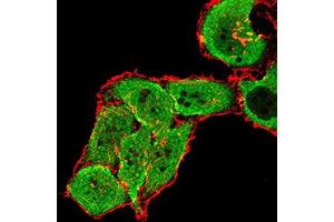 Immunofluorescence analysis of SMMC-7721 cells using GRM7 mouse mAb (green). (GRM7 Antikörper  (AA 454-590))