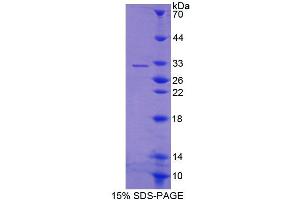 Image no. 1 for ATP-Binding Cassette, Sub-Family G (WHITE), Member 4 (ABCG4) (AA 59-301) protein (T7 tag,His tag) (ABIN6239314)