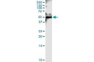 Immunoprecipitation of NEUROD1 transfected lysate using anti-NEUROD1 MaxPab rabbit polyclonal antibody and Protein A Magnetic Bead , and immunoblotted with NEUROD1 MaxPab mouse polyclonal antibody (B01) . (NEUROD1 Antikörper  (AA 1-356))