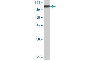 Western Blot detection against Immunogen (103. (MMP 9 Antikörper  (AA 1-707))