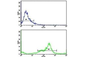 Flow cytometric analysis of MDA-231 cells using VCP antibody (green) compared to a negative control (blue). (VCP Antikörper  (AA 726-755))