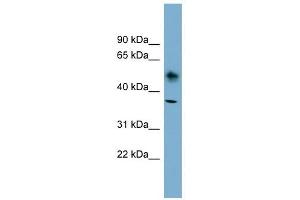 ATP1B1 antibody used at 1 ug/ml to detect target protein.