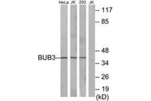 Western blot analysis of extracts from HeLa cells/Jurkat cells/293 cells, using BUB3 Antibody. (BUB3 Antikörper  (AA 279-328))