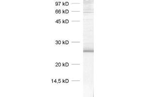 dilution: 1 : 1000, sample: rat brain homogenate (Caveolin-1 Antikörper  (AA 1-17))