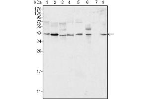 Western blot analysis using ERK2 antibody against Hela (1), NIH/3T3 (2), MCF-7 (3), HEK293 (4), Jurkat (5), A549 (6), NTERA-2 (7) and SMMC-7721 (8) cell lysate. (ERK2 Antikörper)