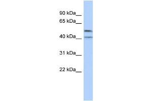 WB Suggested Anti-ZNF566 Antibody Titration:  0. (ZNF566 Antikörper  (Middle Region))