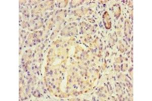 Immunohistochemistry of paraffin-embedded human pancreatic tissue using ABIN7149562 at dilution of 1:100 (DAPL1 Antikörper  (AA 1-107))
