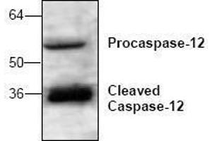 Image no. 1 for anti-Caspase 12 (Gene/pseudogene) (CASP12) antibody (ABIN127076) (Caspase 12 Antikörper)