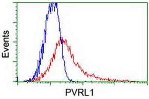 Image no. 2 for anti-Poliovirus Receptor-Related 1 (Herpesvirus Entry Mediator C) (PVRL1) antibody (ABIN1499677) (PVRL1 Antikörper)