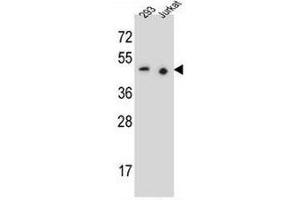 PAX9 Antibody (N-term) western blot analysis in 293,Jurkat cell line lysates (35µg/lane). (PAX9 Antikörper  (N-Term))
