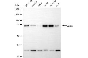 Western blotting analysis using zyxin antibody (ABIN7800906). (Rekombinanter ZYX Antikörper)