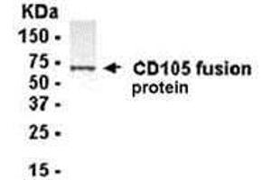 Western Blotting (WB) image for anti-Endoglin (ENG) (AA 341-470) antibody (ABIN2468151) (Endoglin Antikörper  (AA 341-470))