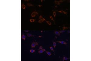 Immunofluorescence analysis of L929 cells using MT- Polyclonal Antibody (ABIN7268592) at dilution of 1:100 (40x lens). (MT-ATP6 Antikörper)