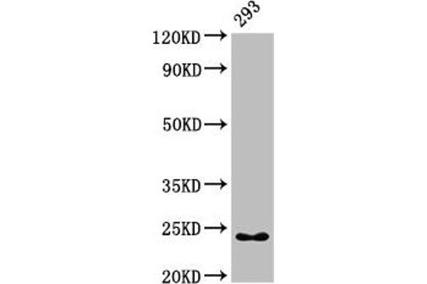 HMGB3 Antikörper  (AA 1-103)