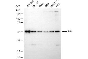 anti-Friend Leukemia Virus Integration 1 (FLI1) antibody