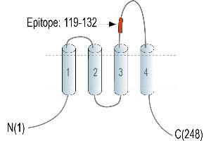 Representative domain view of the target of ABIN7581844. (CD63 Antikörper  (Extracellular, Loop 2))