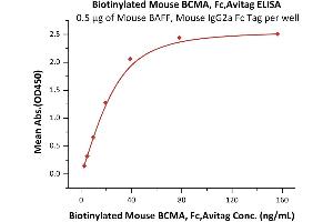 Immobilized Mouse BAFF, Mouse IgG2a Fc Tag (ABIN5954906,ABIN6253646) at 5 μg/mL (100 μL/well) can bind Biotinylated Mouse BCMA, Fc,Avitag (ABIN5674610,ABIN6253664) with a linear range of 2-39 ng/mL (QC tested).