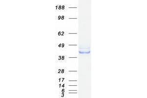 Western Blotting (WB) image for Serpin Family H Member 1 (SERPINH1) protein (Myc-DYKDDDDK Tag) (ABIN2731842)