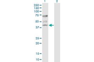 Western Blot analysis of ATP6V1C1 expression in transfected 293T cell line by ATP6V1C1 MaxPab polyclonal antibody. (ATP6V1C1 Antikörper  (AA 1-382))