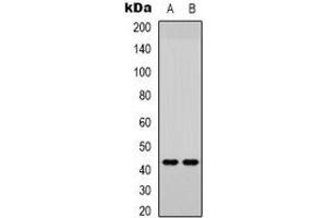 Western blot analysis of JUND (pS255) expression in Jurkat (A), HEK293T (B) whole cell lysates.