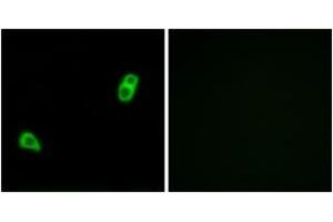 Immunofluorescence analysis of LOVO cells, using GPR34 Antibody. (GPR34 Antikörper  (AA 181-230))