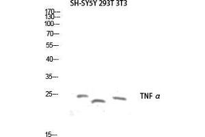 Western Blot (WB) analysis of SH-SY5Y 293T 3T3 lysis using TNF alpha antibody. (TNF alpha Antikörper)