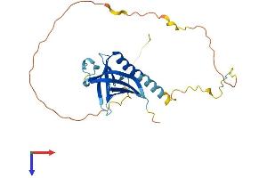 NECAP2 Protein (AA 1-266) (His tag)
