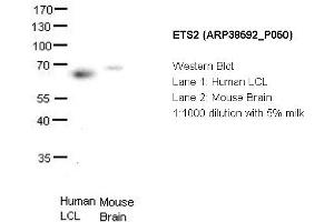 Image no. 2 for anti-V-Ets Erythroblastosis Virus E26 Oncogene Homolog 2 (ETS2) (Middle Region) antibody (ABIN2780665) (ETS2 Antikörper  (Middle Region))