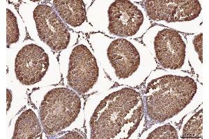 anti-Calmegin (CLGN) (AA 36-610) antibody