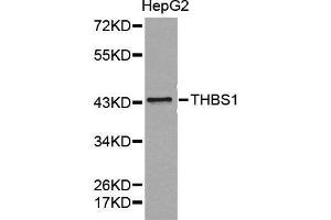 Western blot analysis of extracts of HepG2 cell lines, using THBS1 antibody. (Thrombospondin 1 Antikörper  (AA 80-360))