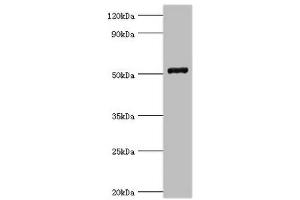Western blot All lanes: COP9 signalosome complex subunit 2 antibody at 6 μg/mL + Mouse skeletal muscle tissue Secondary Goat polyclonal to rabbit IgG at 1/10000 dilution Predicted band size: 52, 53 kDa Observed band size: 52 kDa (COPS2 Antikörper  (AA 1-310))