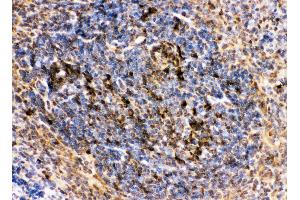 Immunohistochemistry (IHC) image for anti-Membrane Metallo-Endopeptidase (MME) (AA 52-750) antibody (ABIN3043879)