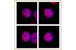 HNF4A antibody (pAb) tested by Immunofluorescence. (HNF4A Antikörper  (N-Term))