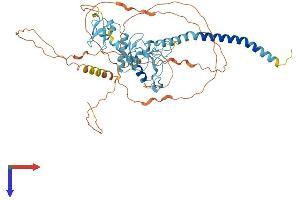 RNF217 Protein (AA 1-542) (His tag)