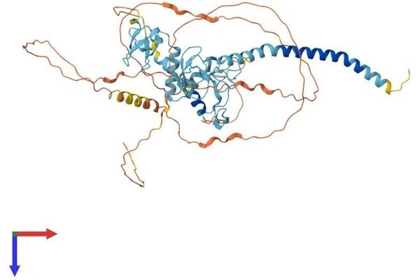 RNF217 Protein (AA 1-542) (His tag)