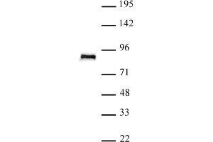 TCF4 antibody (pAb) tested by Western blot. (TCF4 Antikörper  (N-Term))