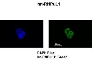 Immunofluorescence (IF) image for anti-Heterogeneous Nuclear Ribonucleoprotein U-Like 1 (HNRNPUL1) (C-Term) antibody (ABIN2779021)