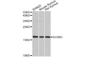 Western blot analysis of extracts of various cell lines, using STMN1 antibody. (Stathmin 1 Antikörper  (AA 1-149))