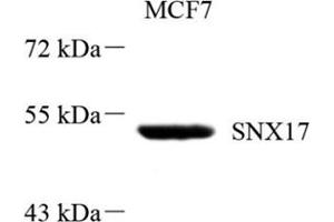 Western blot analysis of SNX17 (ABIN7075691),at dilution of 1: 800 (SNX17 Antikörper)