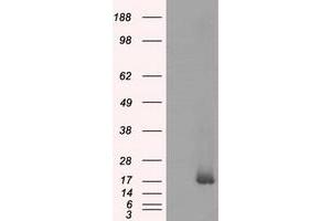 Western Blotting (WB) image for anti-NME/NM23 Nucleoside Diphosphate Kinase 4 (NME4) antibody (ABIN1499779) (NME4 Antikörper)