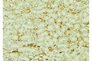ABIN6277617 at 1/100 staining Mouse kidney tissue by IHC-P. (Villin 1 Antikörper  (Internal Region))