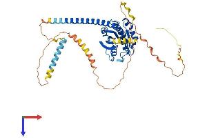 ARL13B Protein (AA 1-427) (His tag)