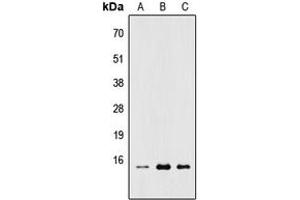 Western blot analysis of RPL22 expression in HEK293T (A), Raw264.